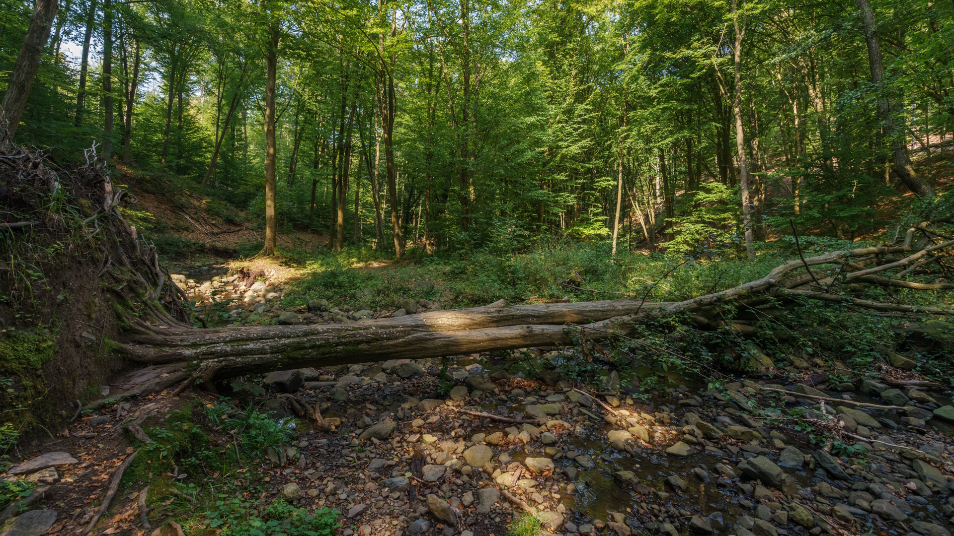 Gázló és holtfa az erdőrezervátum mélyén_DömsödiÁron_MTSZ_1080.jpg